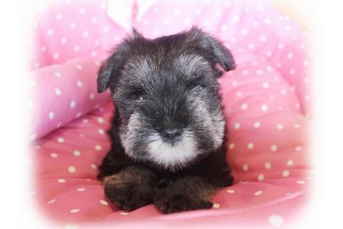 成約済の大阪府のミニチュアシュナウザー-33817の3枚目