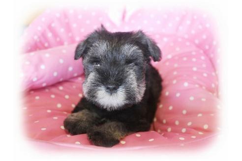 成約済の大阪府のミニチュアシュナウザー-33817の4枚目