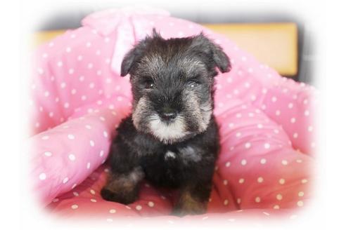 成約済の大阪府のミニチュアシュナウザー-33817の5枚目