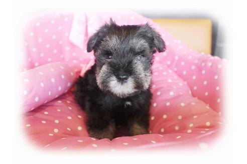 成約済の大阪府のミニチュアシュナウザー-33817の2枚目