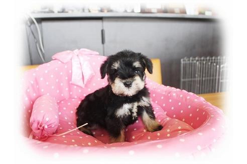 成約済の大阪府のミニチュアシュナウザー-33818の1枚目