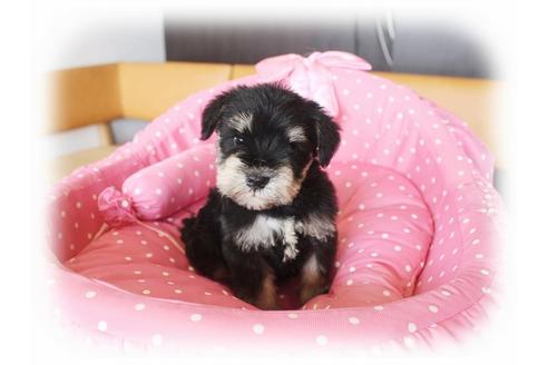 成約済の大阪府のミニチュアシュナウザー-33818の2枚目