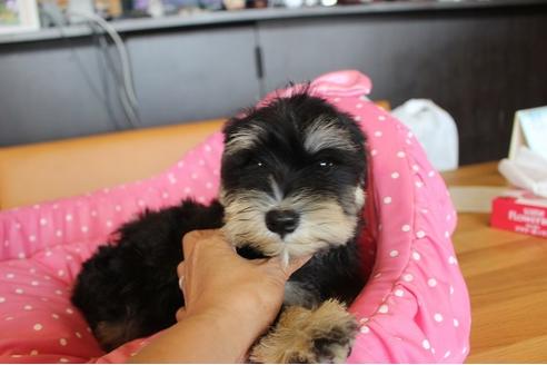 成約済の大阪府のミニチュアシュナウザー-33818の3枚目