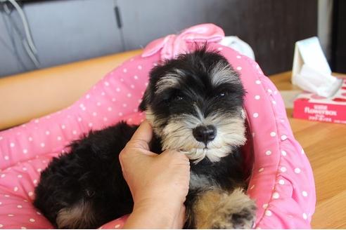 成約済の大阪府のミニチュアシュナウザー-33818の4枚目