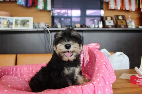 成約済の大阪府のミニチュアシュナウザー-33818の5枚目