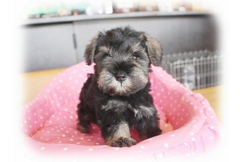 成約済の大阪府のミニチュアシュナウザー-33820の1枚目