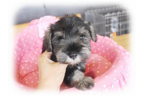 成約済の大阪府のミニチュアシュナウザー-33820の2枚目