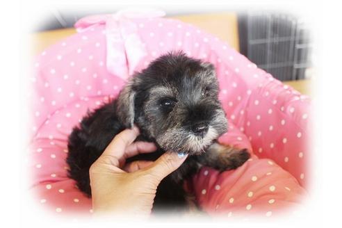 成約済の大阪府のミニチュアシュナウザー-33820の3枚目