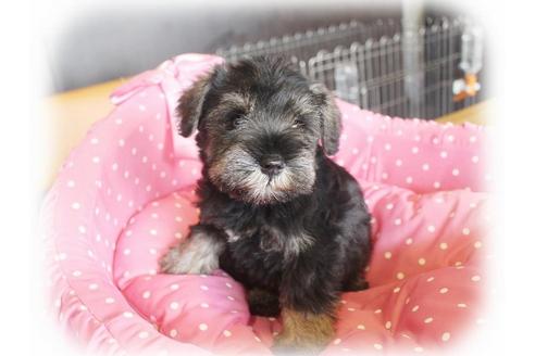 成約済の大阪府のミニチュアシュナウザー-33820の4枚目