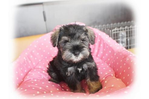 成約済の大阪府のミニチュアシュナウザー-33820の5枚目