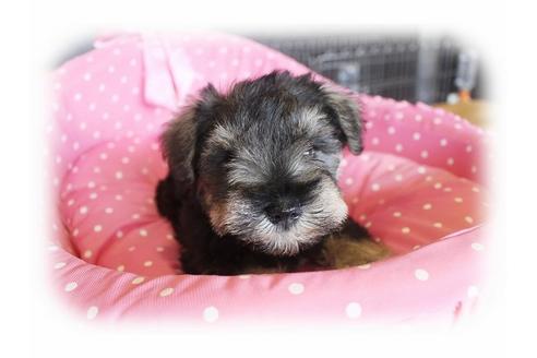 成約済の大阪府のミニチュアシュナウザー-33821の3枚目