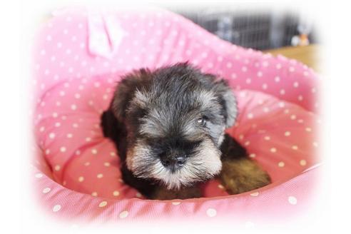 成約済の大阪府のミニチュアシュナウザー-33821の4枚目