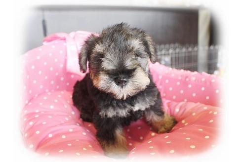 成約済の大阪府のミニチュアシュナウザー-33821の5枚目