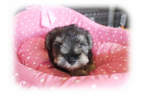 成約済の大阪府のミニチュアシュナウザー-33821の1枚目