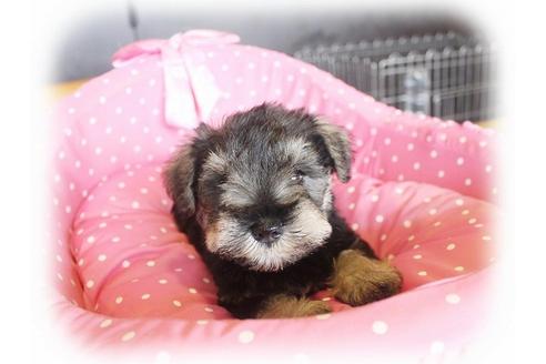 成約済の大阪府のミニチュアシュナウザー-33821の2枚目