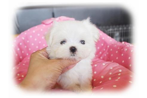 成約済の大阪府のマルチーズ-33823の1枚目