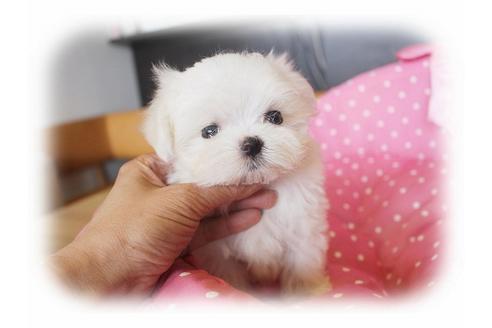 成約済の大阪府のマルチーズ-33823の2枚目