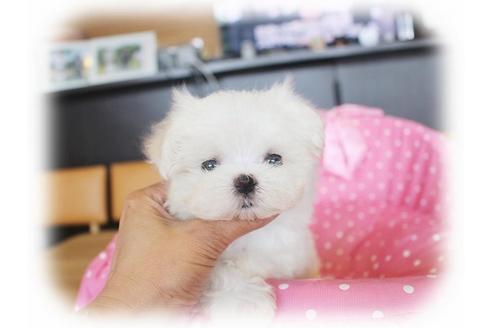 成約済の大阪府のマルチーズ-33823の3枚目