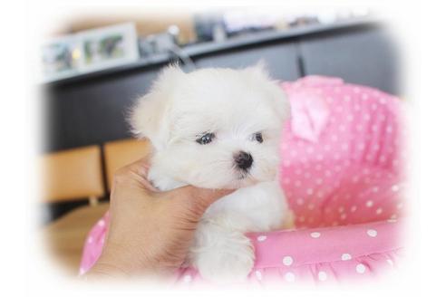 成約済の大阪府のマルチーズ-33823の4枚目