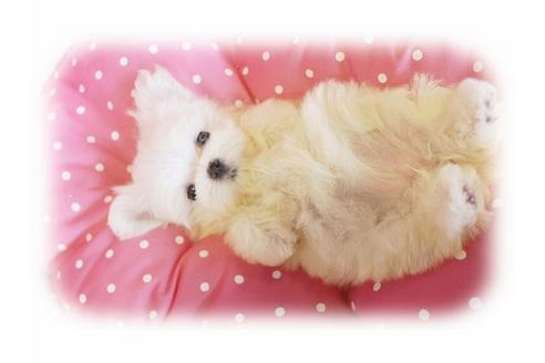 成約済の大阪府のマルチーズ-33823の5枚目