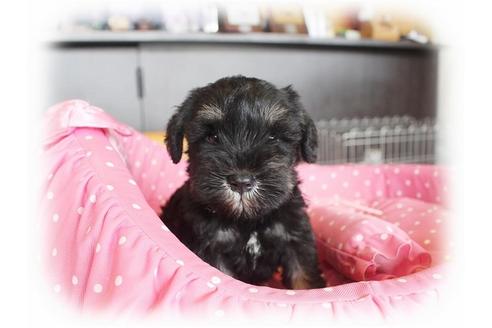 成約済の大阪府のミニチュアシュナウザー-33824の3枚目