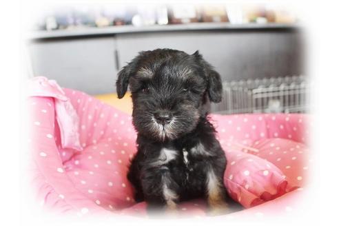 成約済の大阪府のミニチュアシュナウザー-33824の4枚目