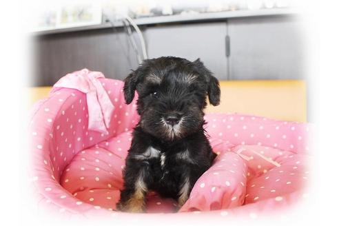 成約済の大阪府のミニチュアシュナウザー-33824の5枚目