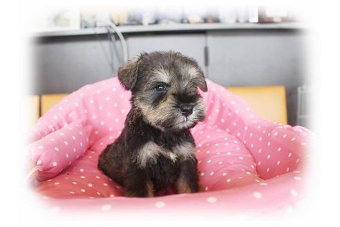 成約済の大阪府のミニチュアシュナウザー-33826の1枚目