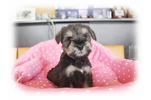 成約済の大阪府のミニチュアシュナウザー-33826の2枚目