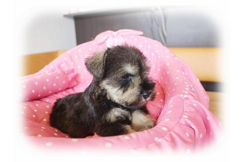 成約済の大阪府のミニチュアシュナウザー-33826の3枚目