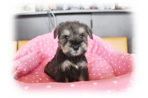 成約済の大阪府のミニチュアシュナウザー-33826の4枚目