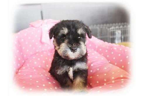 成約済の大阪府のミニチュアシュナウザー-33827の2枚目