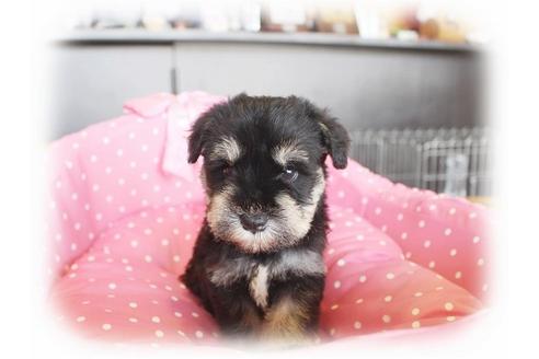 成約済の大阪府のミニチュアシュナウザー-33827の3枚目