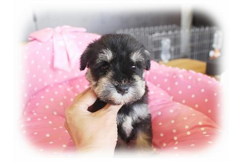 成約済の大阪府のミニチュアシュナウザー-33827の4枚目