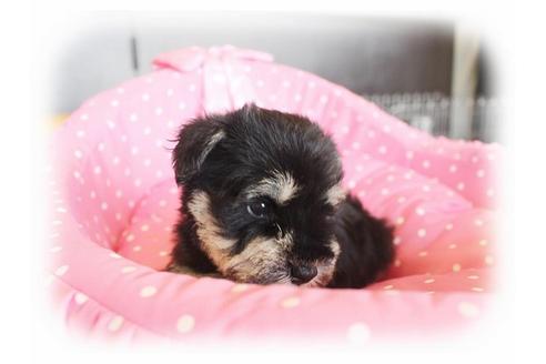 成約済の大阪府のミニチュアシュナウザー-33827の5枚目