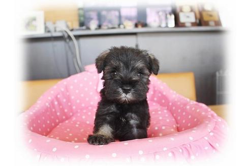 成約済の大阪府のミニチュアシュナウザー-33828の1枚目