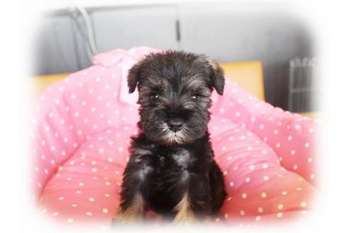 成約済の大阪府のミニチュアシュナウザー-33828の2枚目