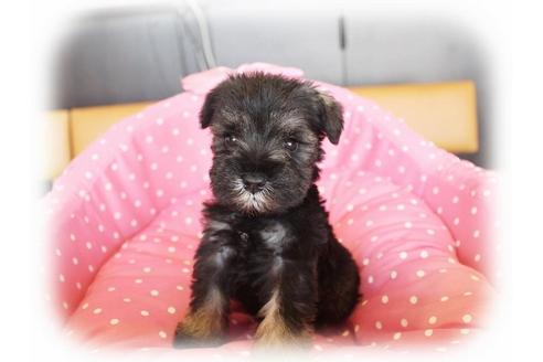 成約済の大阪府のミニチュアシュナウザー-33828の3枚目