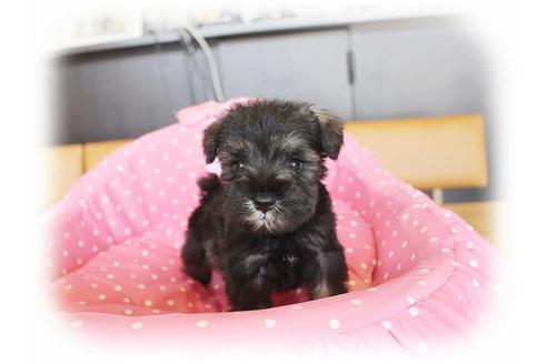 成約済の大阪府のミニチュアシュナウザー-33828の4枚目