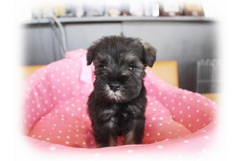 成約済の大阪府のミニチュアシュナウザー-33828の5枚目