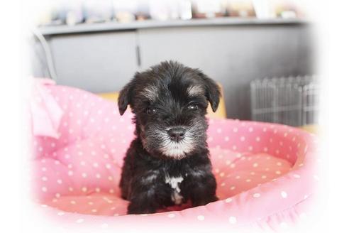 成約済の大阪府のミニチュアシュナウザー-33829の1枚目