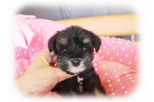 成約済の大阪府のミニチュアシュナウザー-33829の2枚目