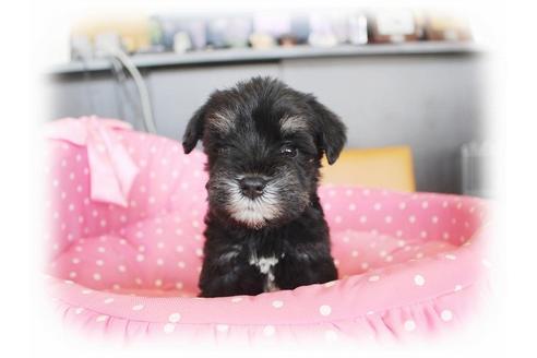 成約済の大阪府のミニチュアシュナウザー-33829の3枚目