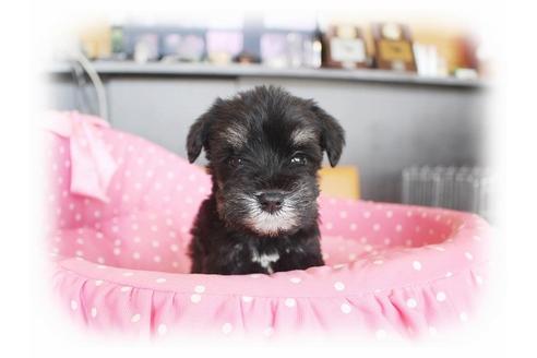 成約済の大阪府のミニチュアシュナウザー-33829の4枚目