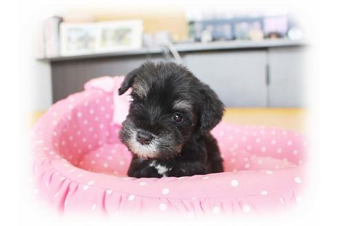 成約済の大阪府のミニチュアシュナウザー-33829の5枚目