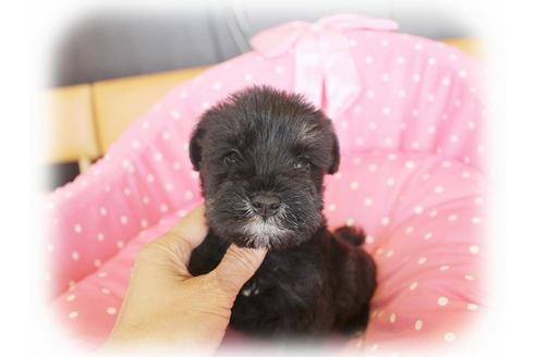 成約済の大阪府のミニチュアシュナウザー-33830の1枚目