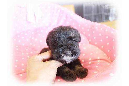 成約済の大阪府のミニチュアシュナウザー-33830の2枚目