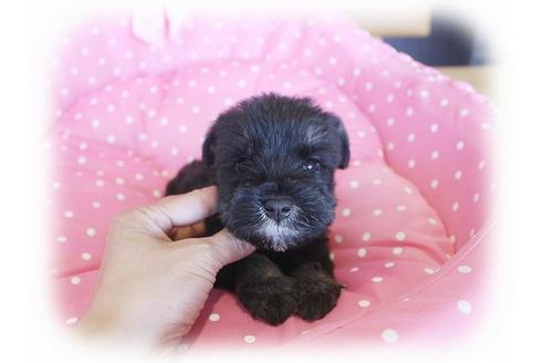 成約済の大阪府のミニチュアシュナウザー-33830の3枚目