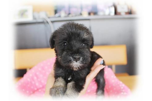 成約済の大阪府のミニチュアシュナウザー-33830の4枚目