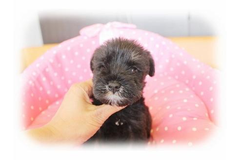 成約済の大阪府のミニチュアシュナウザー-33830の5枚目